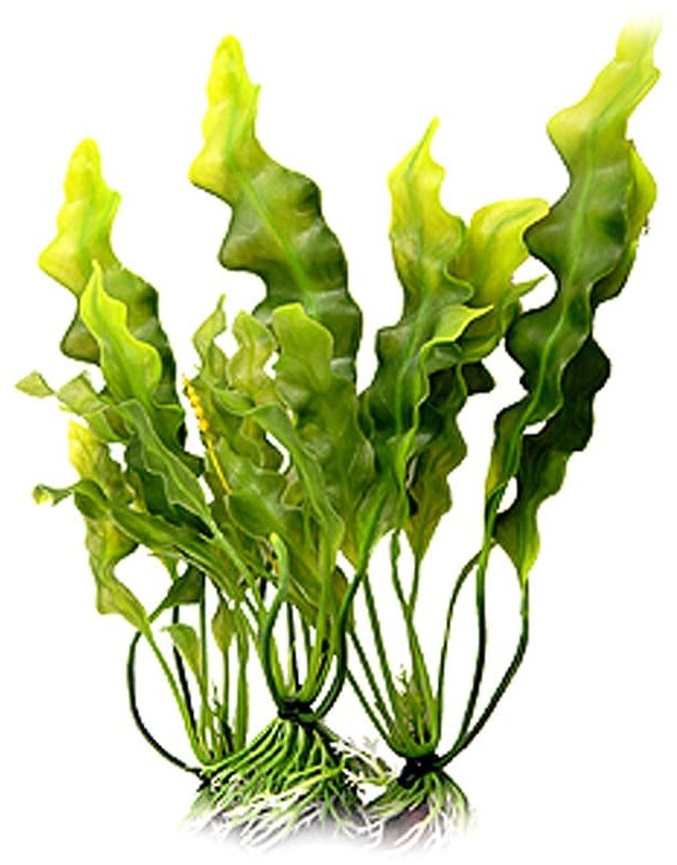 Laminaria japonica kelp.